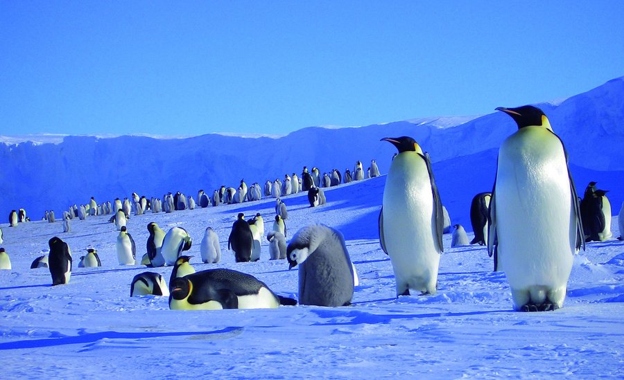Где живут пингвины материк. Ареал пингвинов. Пингвины обитают. Среда обитания пингвинов. Местообитание пингвинов.